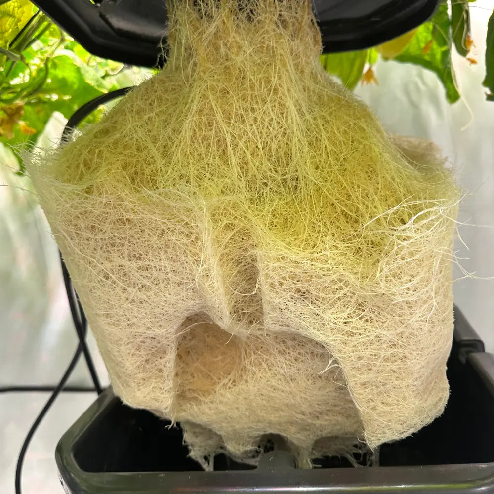 Healthy white root mass in Oxypot hydroponic system, showing strong root zone growth when using Pure Guard