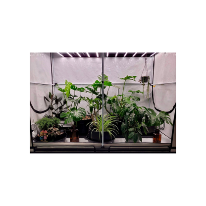 HOMEbox Ambient R240 Plus Medium Grow Room - A-Grade Hydroponics