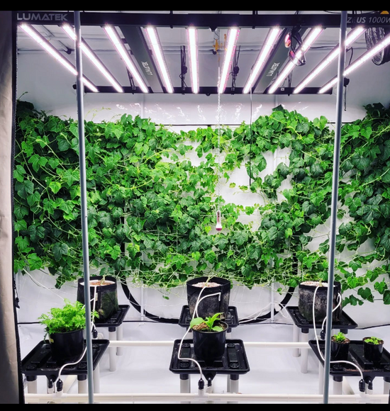 Hydroponic System in Homebox Ambient R300+ Grow Room