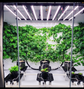 Hydroponic System in Homebox Ambient R300+ Grow Room