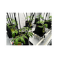 Ultimate Plant Cage - A-Grade Hydroponics