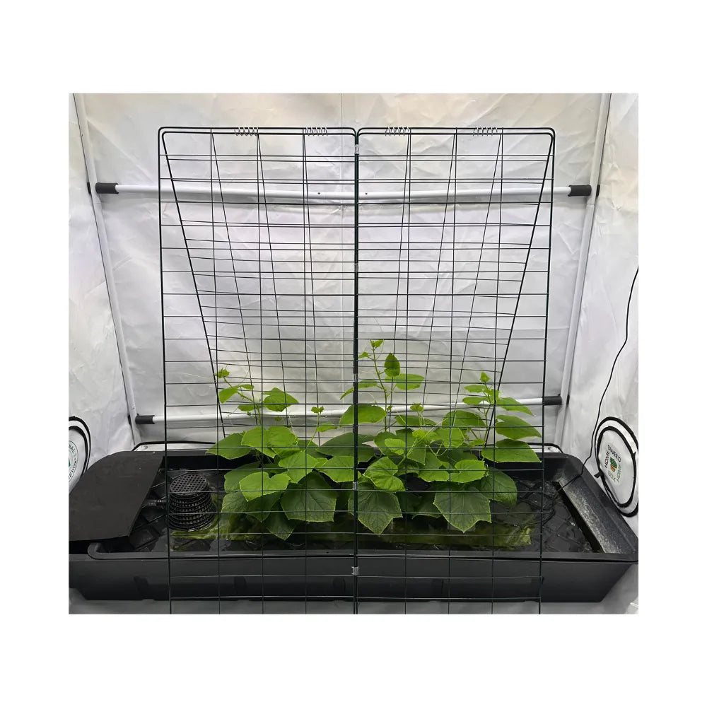 Black wire mesh plant trellis installed in indoor grow tent, sturdy climbing frame for vegetables and hydroponic gardening.