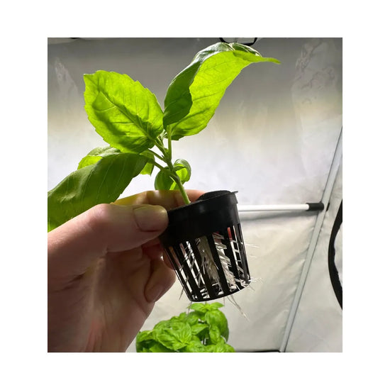 Healthy plant cutting in net pot showing root development for aeroponic cloning system