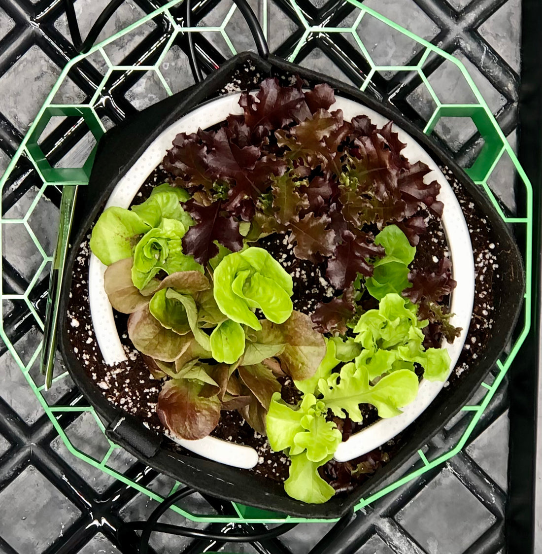 NetBow™ 250mm - A-Grade Hydroponics